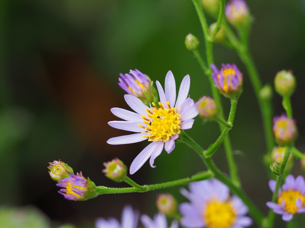 Crinitaria tatarica