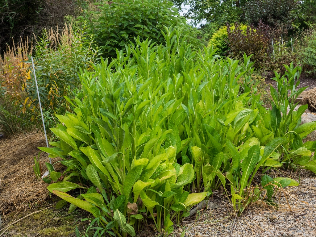 Crinitaria tatarica 'Jindai'