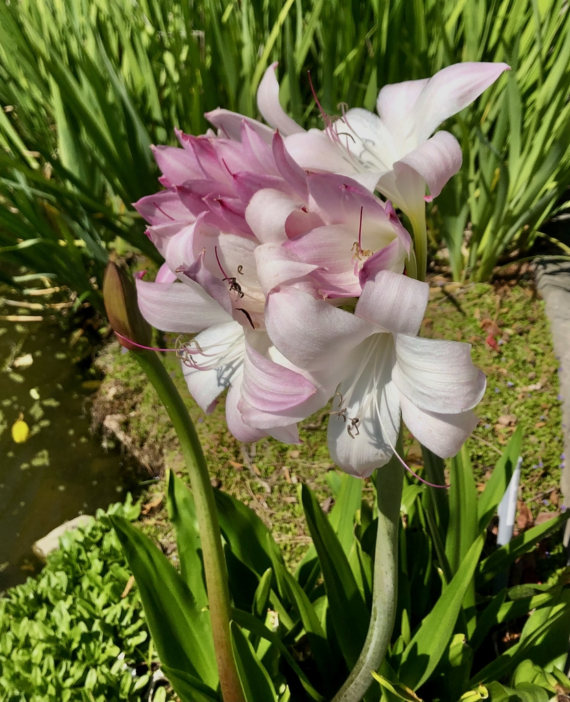 'Mrs. James Hendry' Flower - April 21 - Wake Co., NC