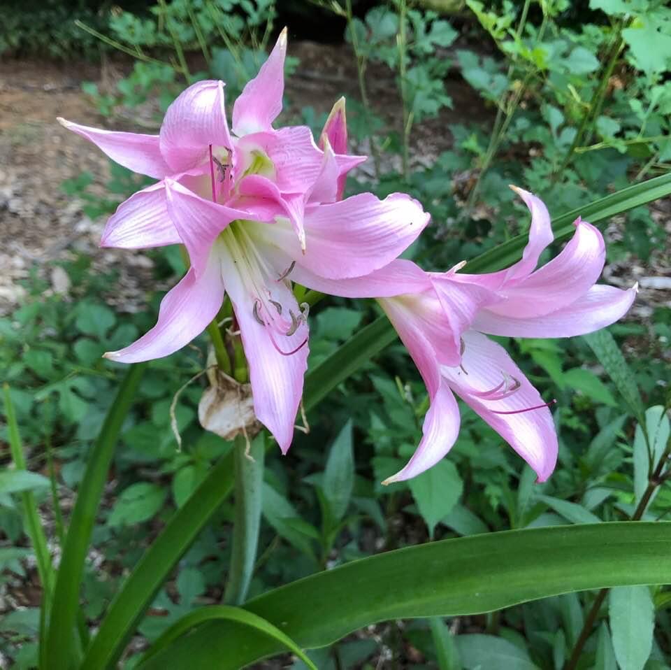 Crinum