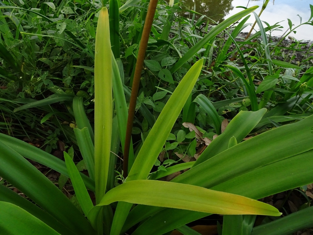 Crinum americanum