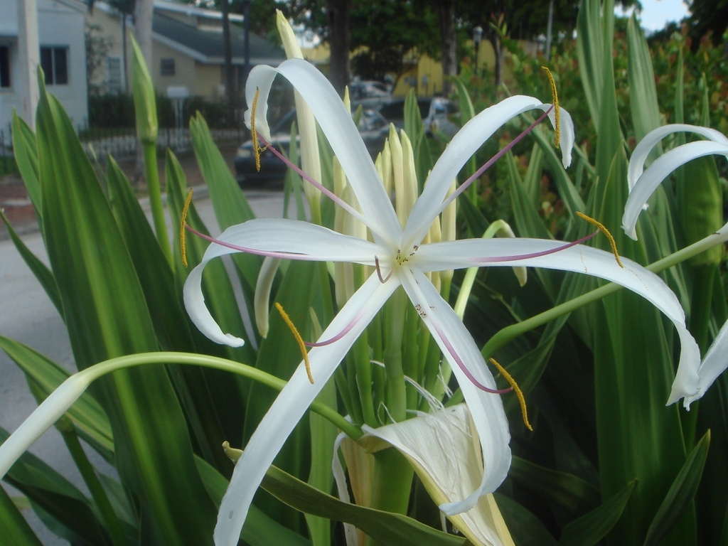 Crinum americanum