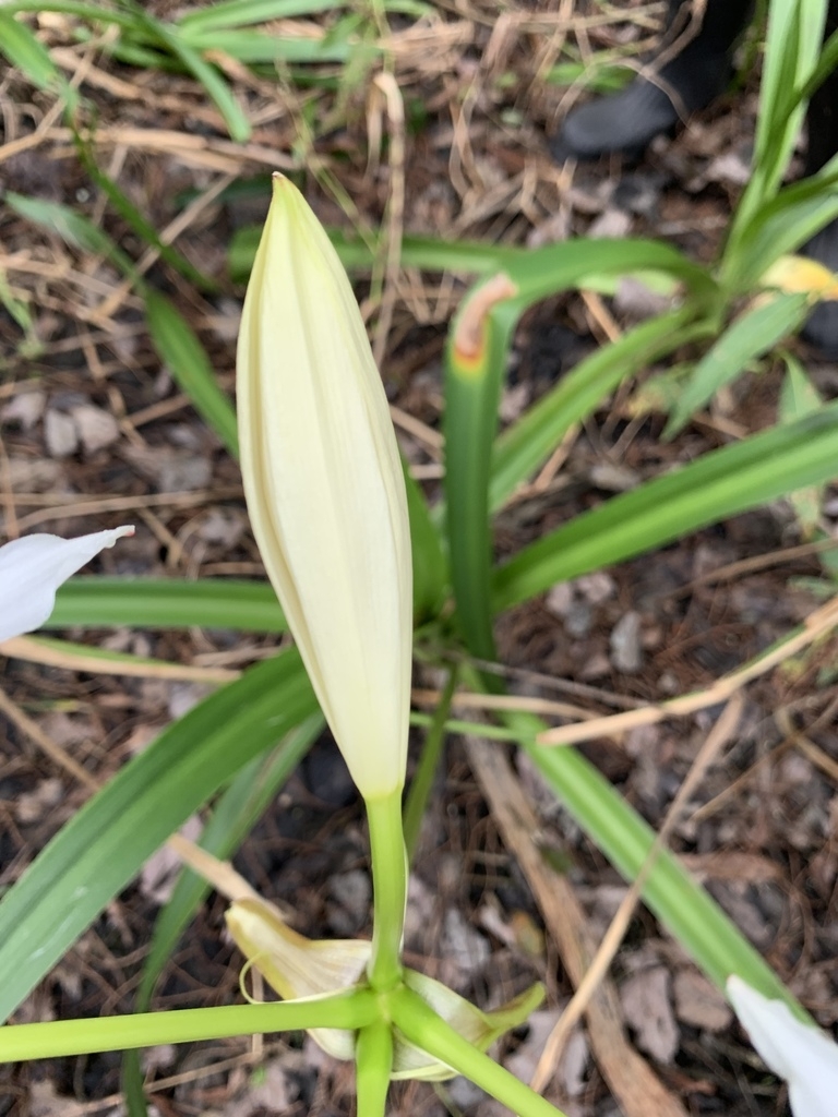 Crinum americanum