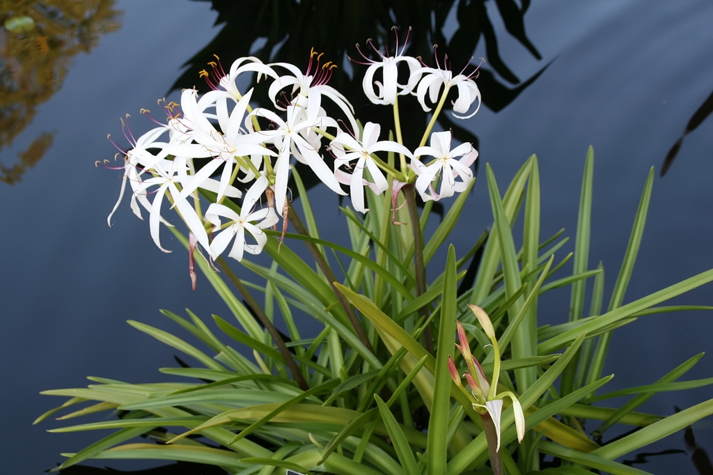 Form