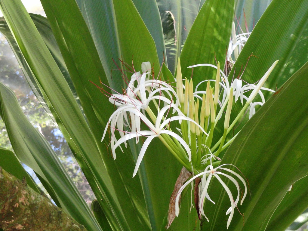 Form