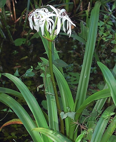 Crinum americanum