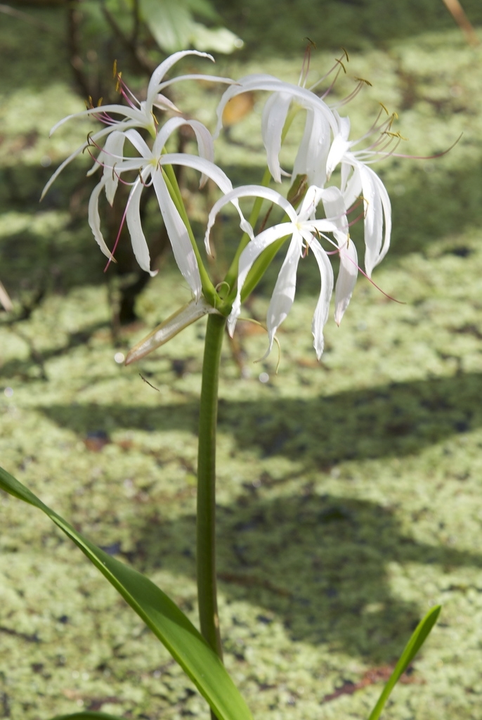 Crinum americanum