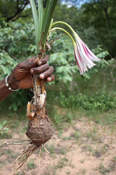 Crinum