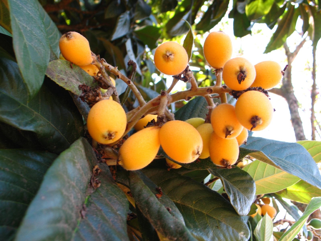 Japanese Plum