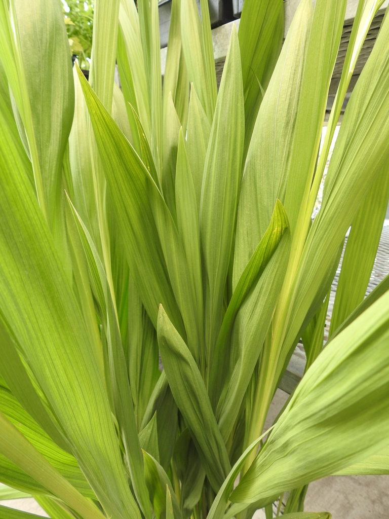 Grassy, broad leaves with longitudinal pleats