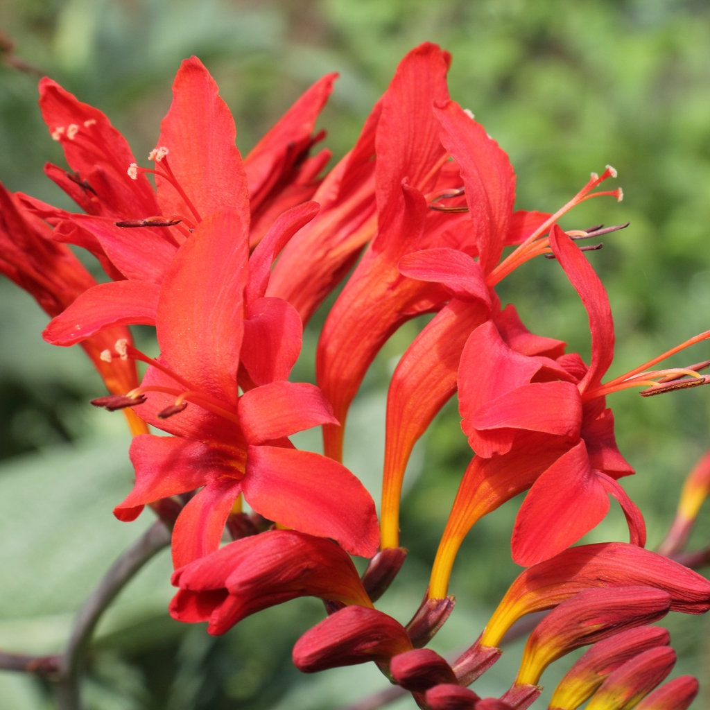 Bright reddish orange flower closeup
