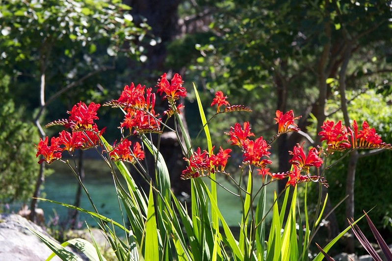 Branched inflorescences with orange flowers.