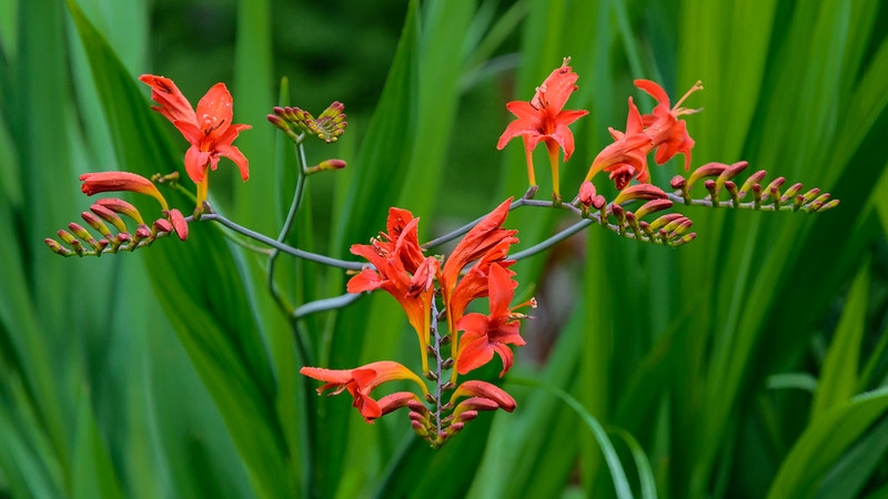 Branched inflorescences with orange flowers.