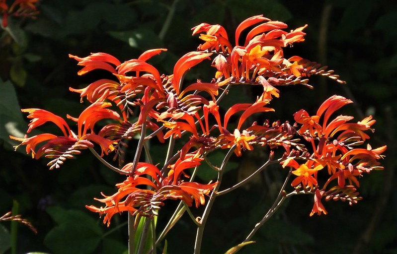 Branched inflorescences with orange flowers.