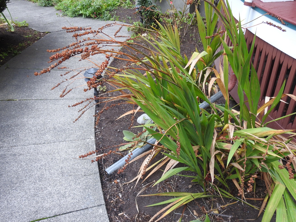 Bed of plants with arching brown capsules
