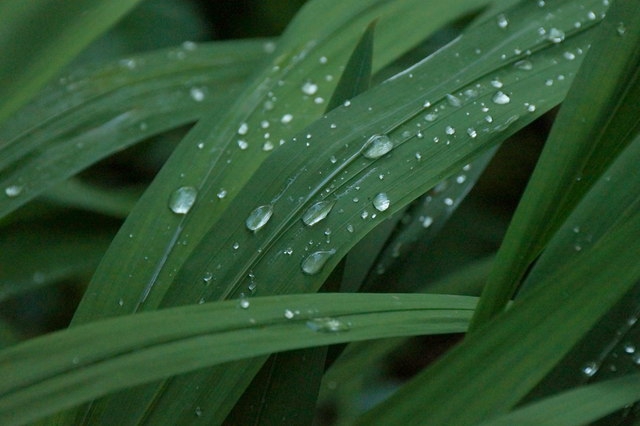 Foliage, like iris leaves, with raindrops clinging to it.