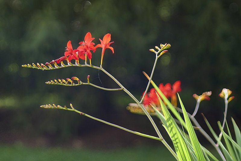 Grassy, broad leaves & branches spikes of orange flowers.