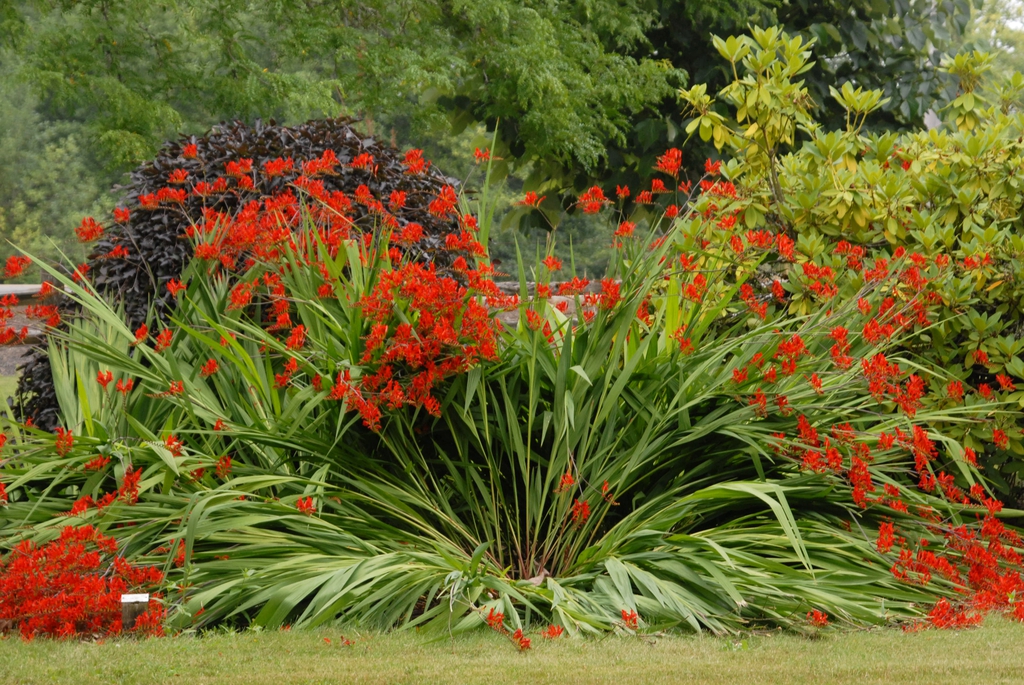 Branched inflorescences with orange flowers.