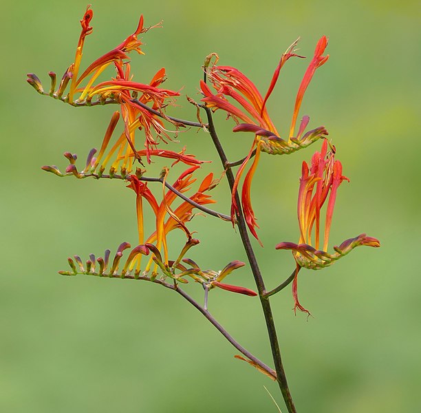 Branched inflorescences with orange flowers.