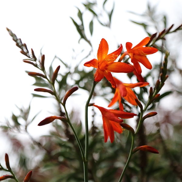 Branched inflorescences with orange flowers.