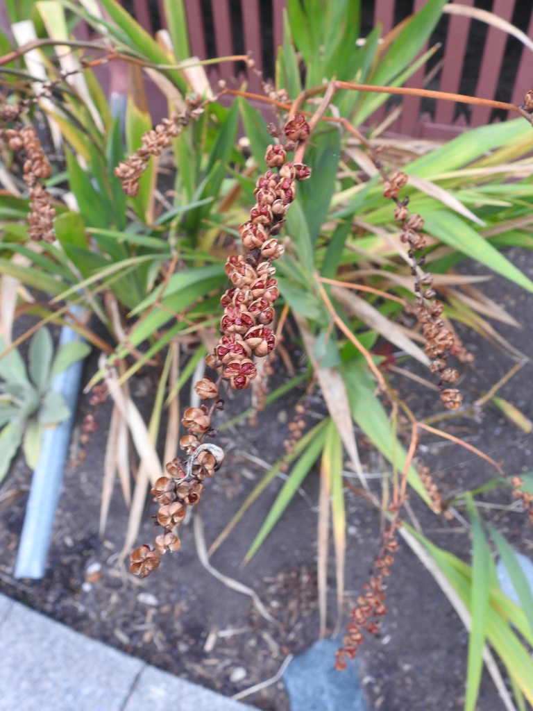 Open capsules with brown seeds.