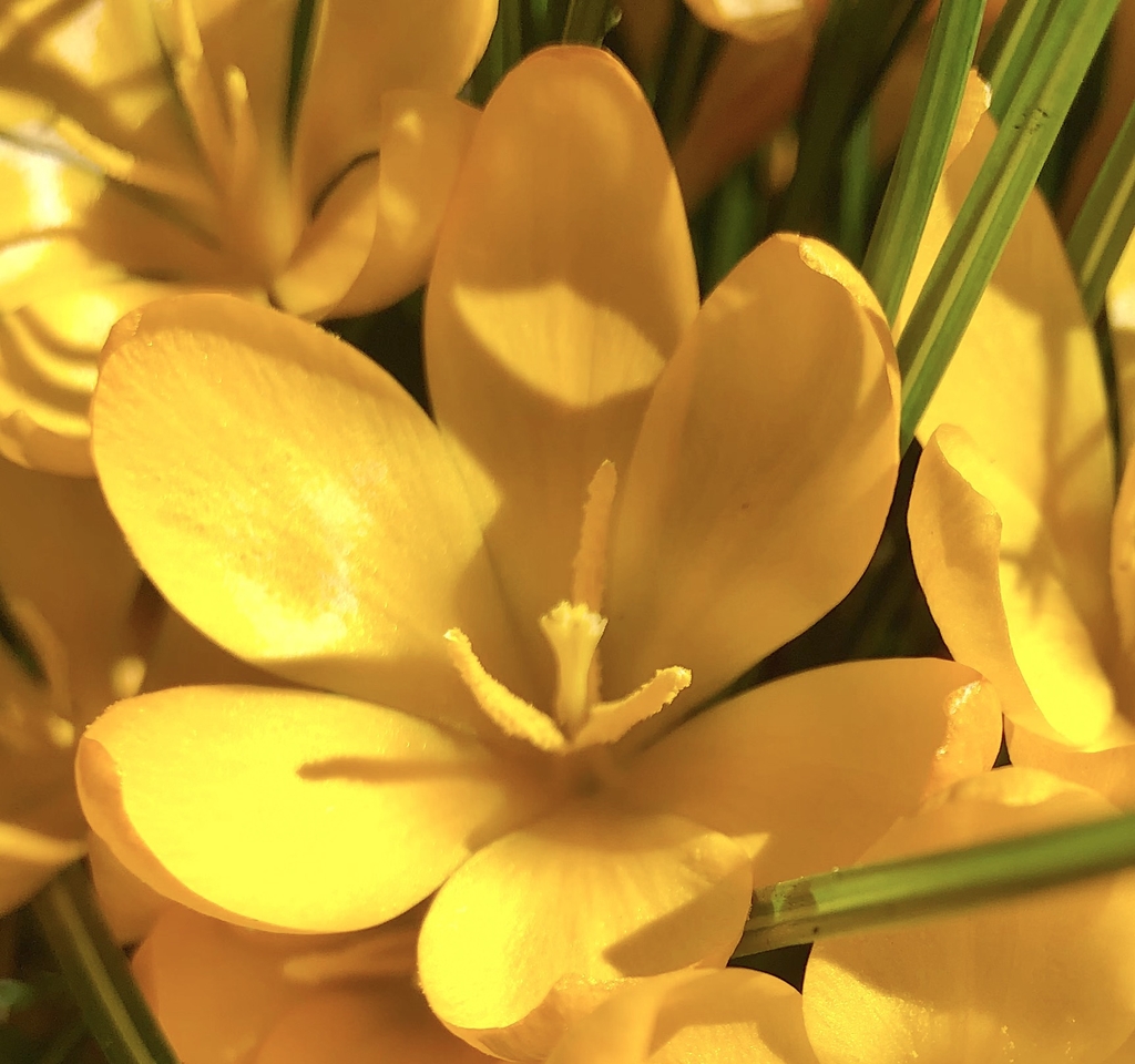 yellow flower with six petals