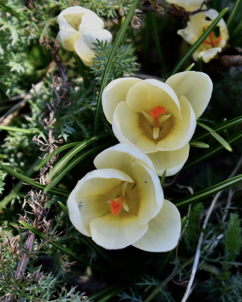 light yellow with orange yellow stamen in center