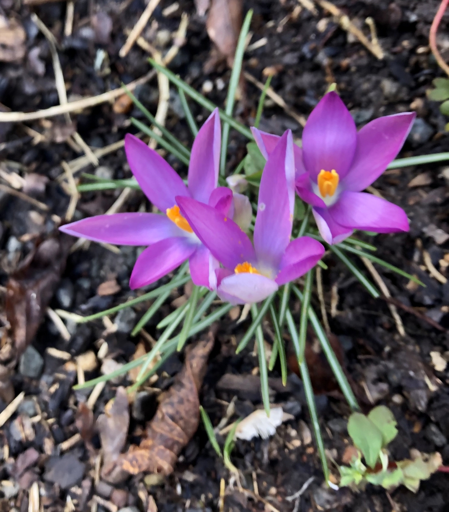 Crocus tommasinianus