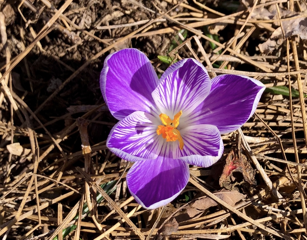 Crocus vernus