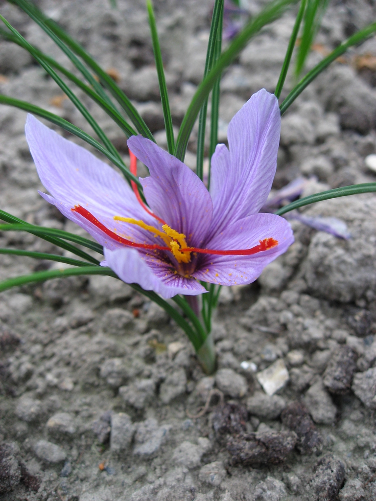 Close up of flower