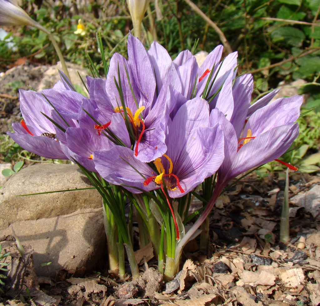 Form