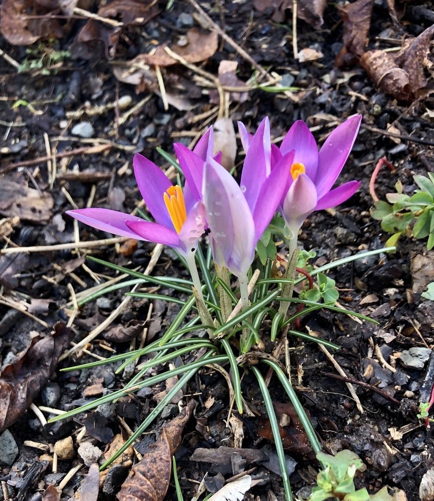 Crocus tommasinianus