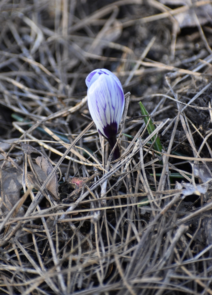 Crocus vernus