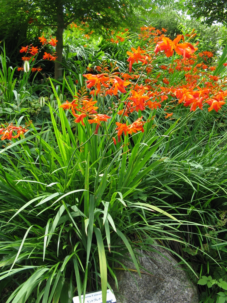 Branched inflorescences with orange flowers above strappy leaves