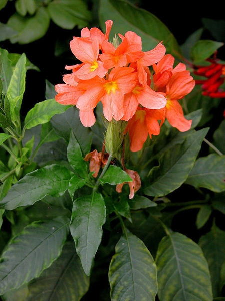 Crossandra infundibuliformis