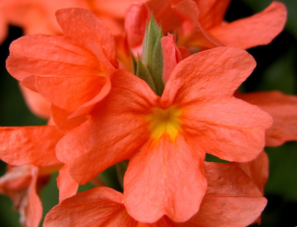 Crossandra infundibuliformis