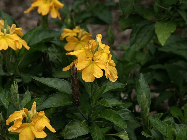 Crossandra infundibuliformis