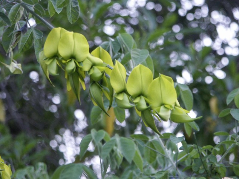 Raceme of greenish pea flowers