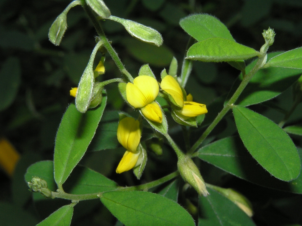 Crotalaria albida