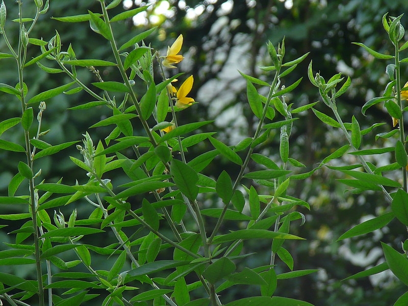 Herbaceous plant; erect stems; unifoliate leaves