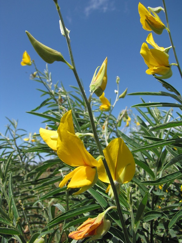 Close-up of yellow flowers against a blue sky.