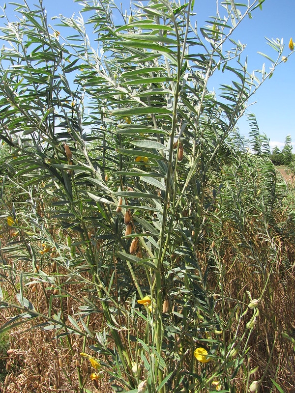 Herbaceous plant; erect stems; unifoliate leaves