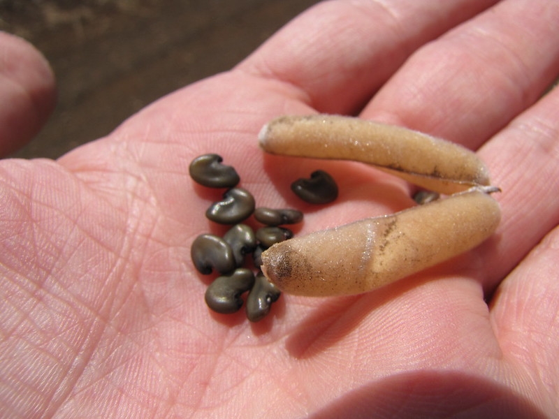 Hand cradling open legume and a cluster of dark seeds.