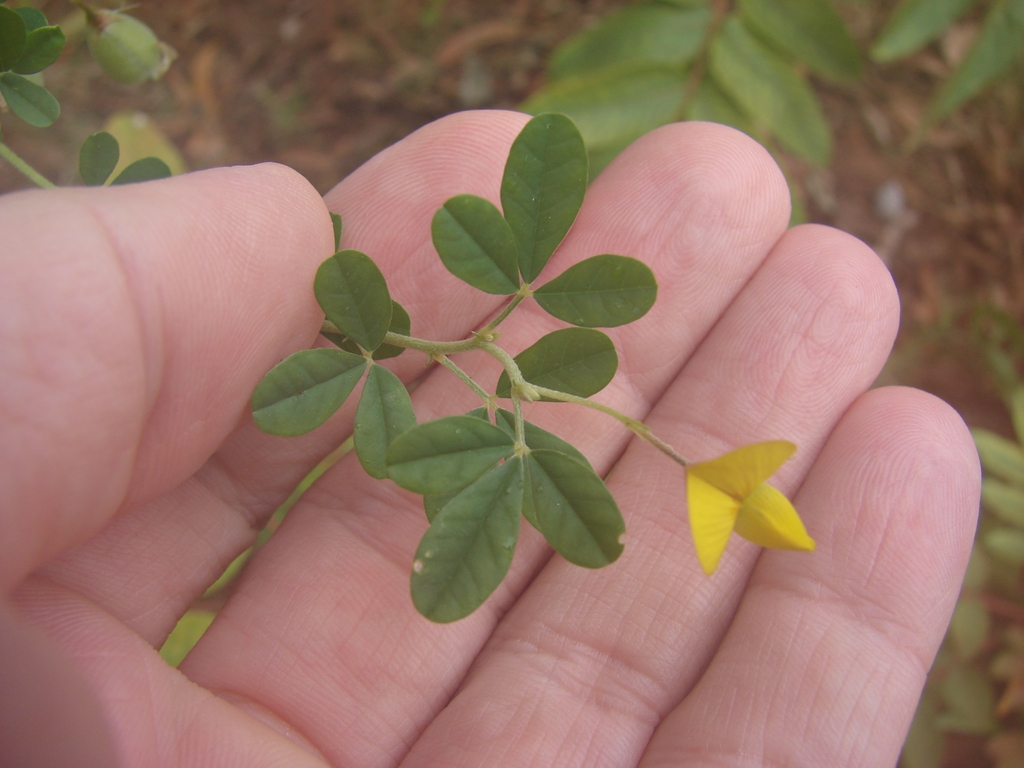 Crotalaria pumila