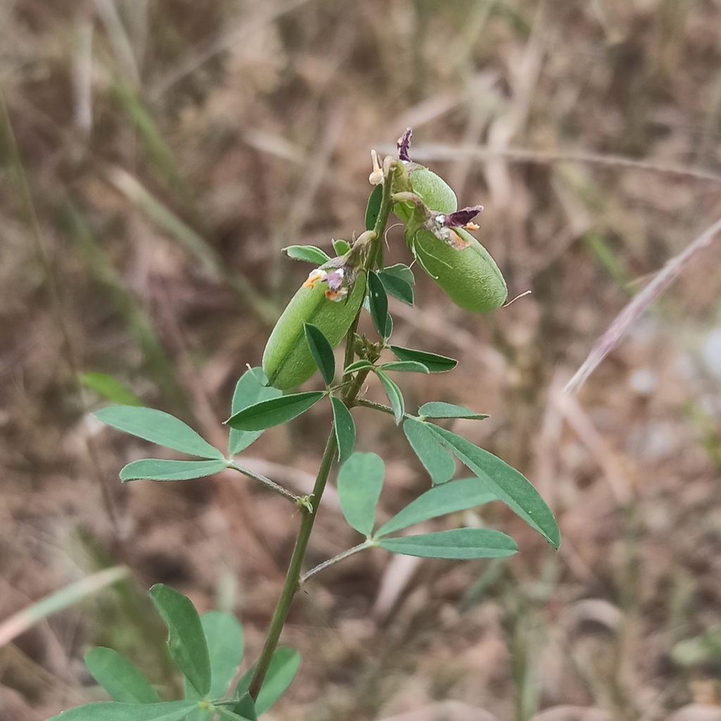 Crotalaria pumila