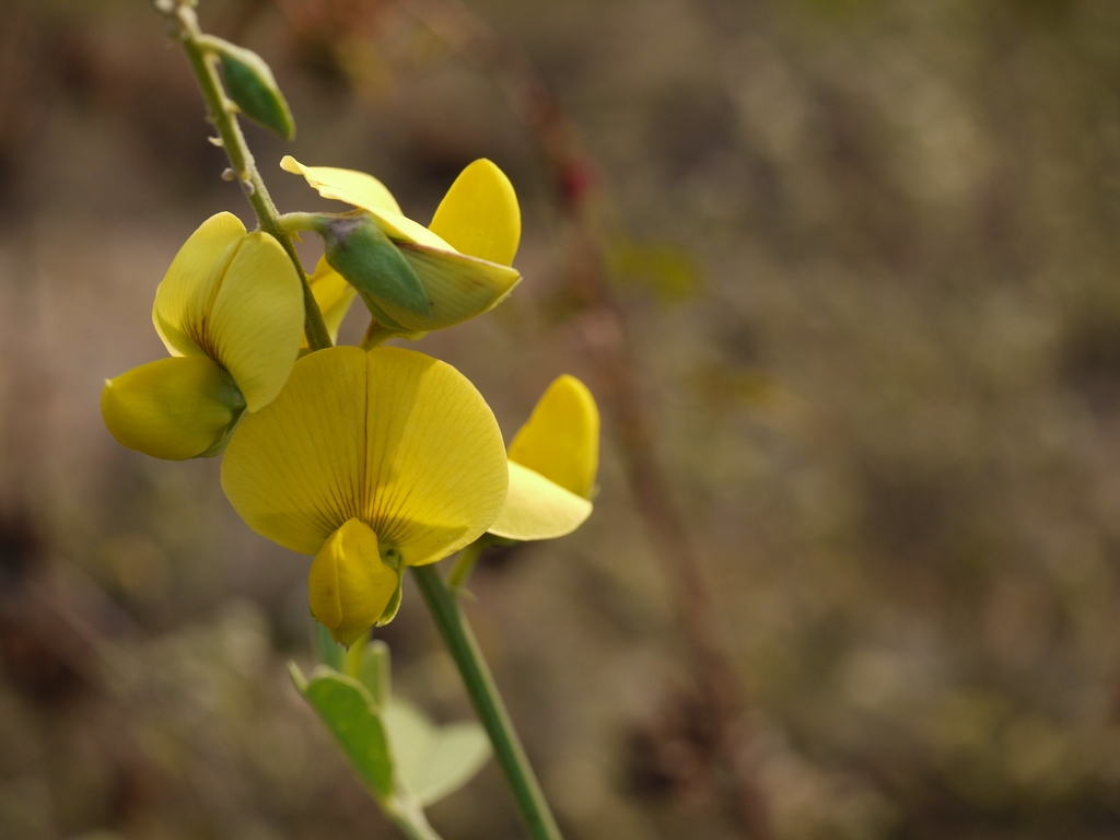 Crotalaria retusa