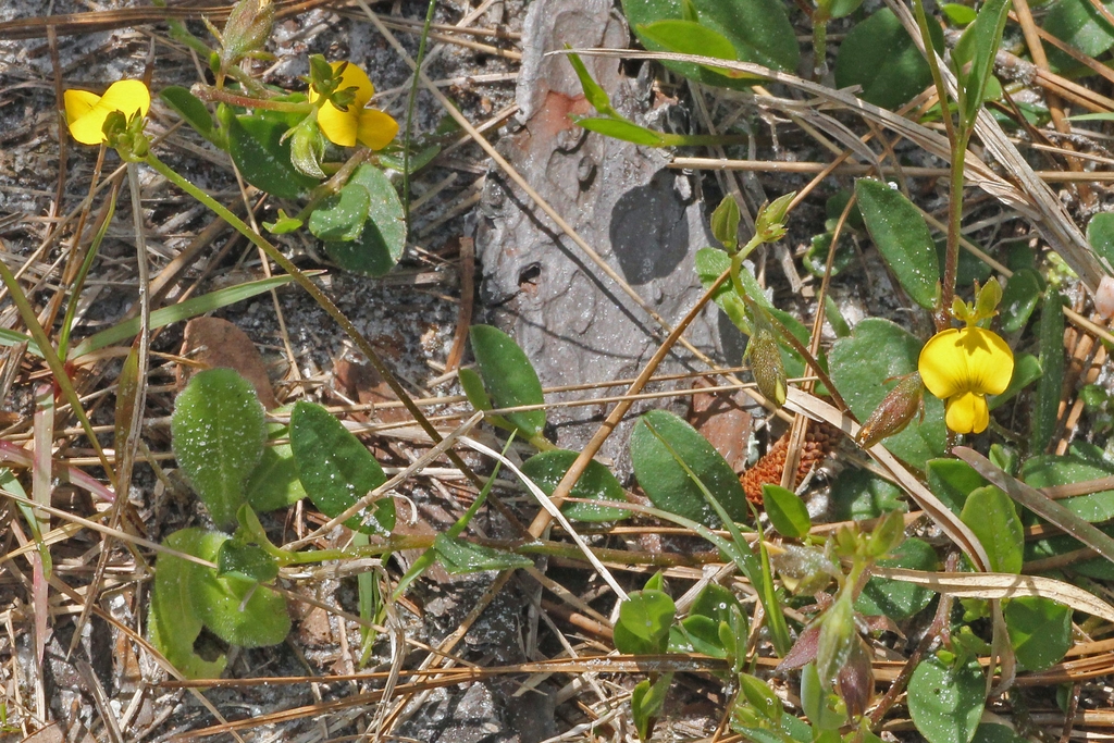 Crotalaria rotundifolia