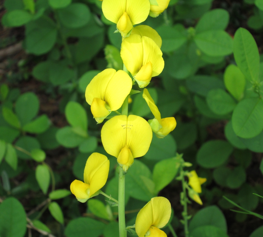 Flowers in August