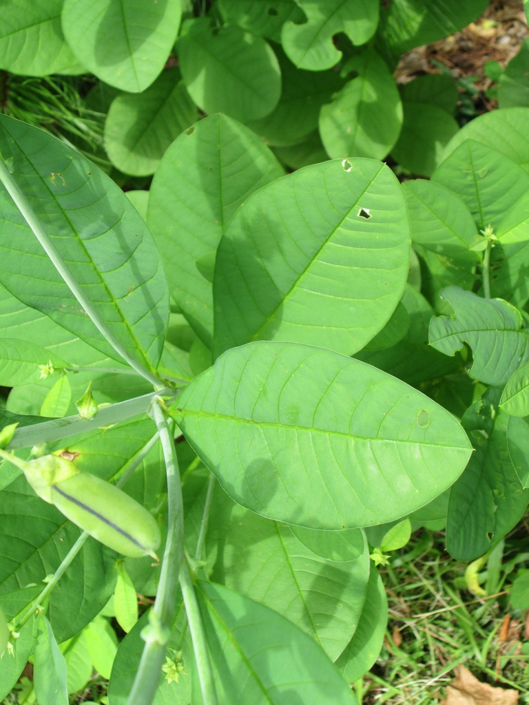 Foliage