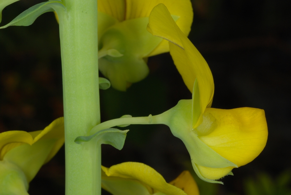 Back of flower (Monroe County, NY)-Early Fall